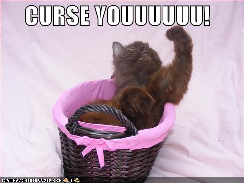 funny-pictures-angry-cat-curses-you.jpg